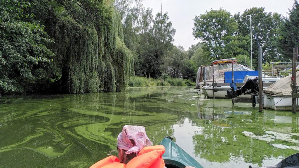 Ein Kayak wird auf einem schmalen, sehr alEine schmale Wasserstraße mit vielen grünen Algen.Links im Hintergrund eine Trauerweide, rechts einige abgestellte Motorboote.