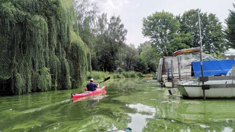 Ein Kayak wird auf einem schmalen, sehr algenreichen Wasserweg gefahren. Links im Hintergrund eine Trauerweide, rechts einige abgestellte Motorboote.